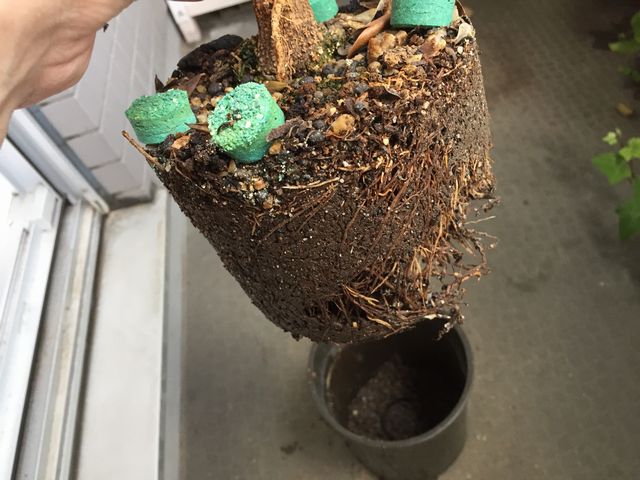 ネバディロブランコ