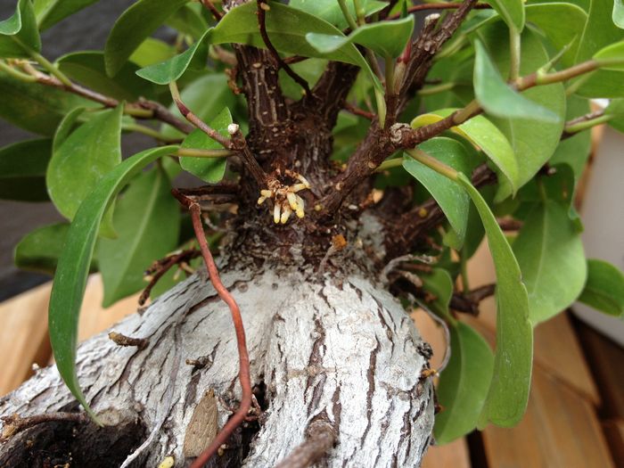 ガジュマル盆栽の気根