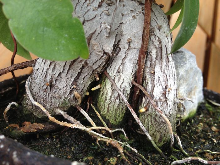 ガジュマル盆栽の気根