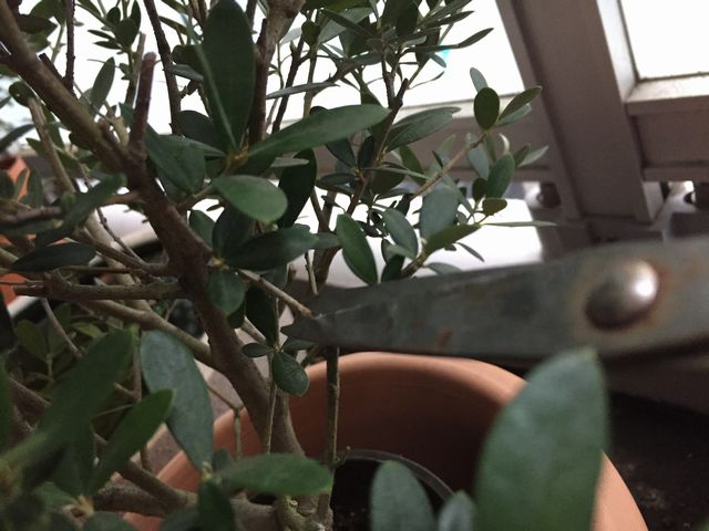 オリーブの剪定