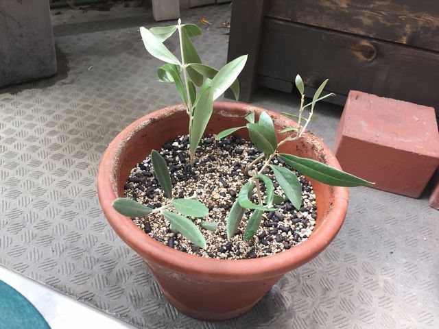 オリーブの挿し木