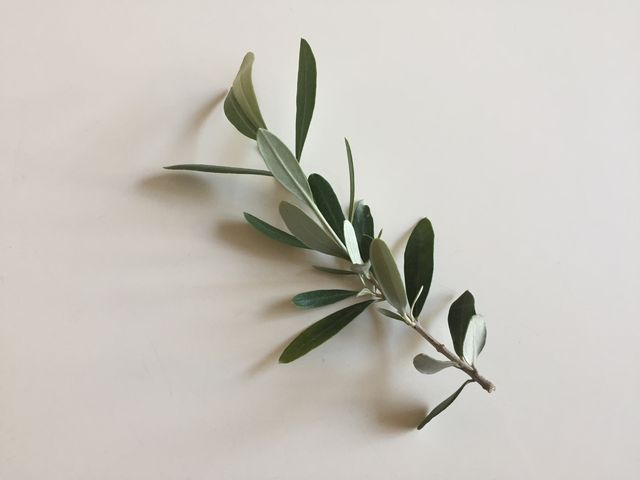 オリーブの折れた枝