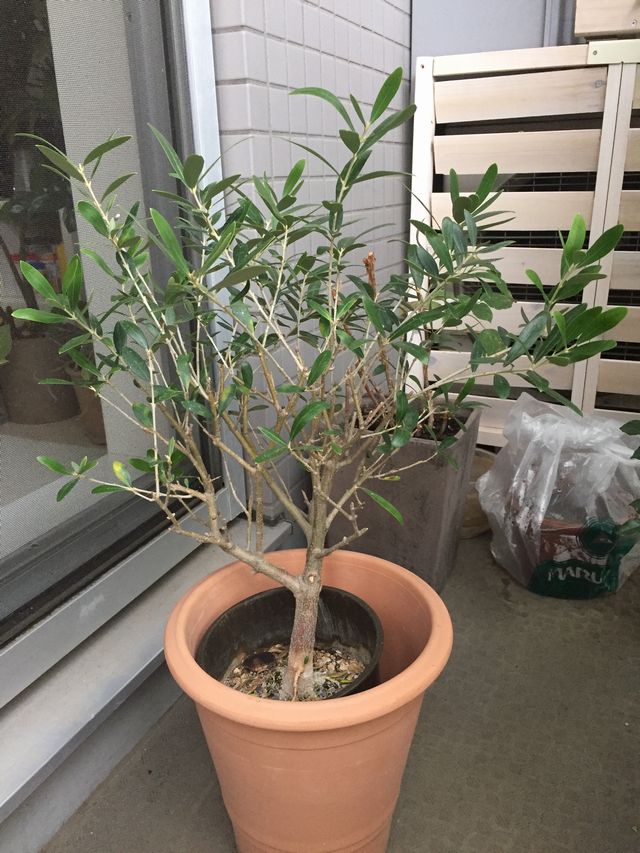 オリーブの剪定