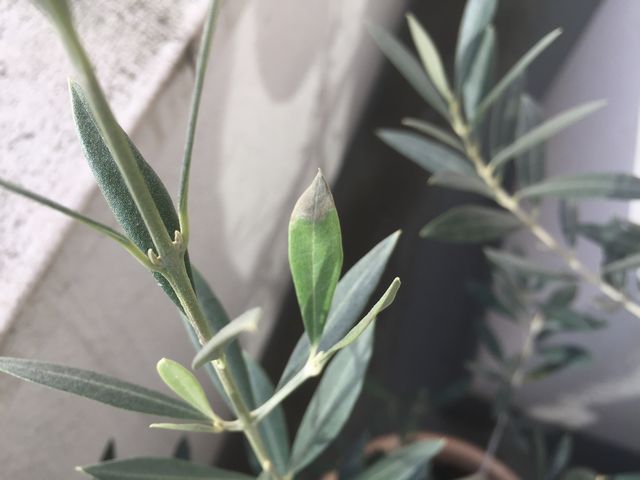 オリーブ水不足