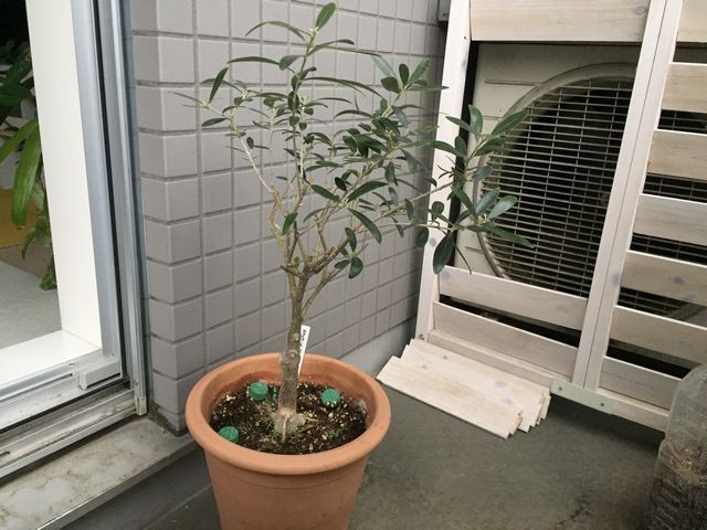 ネバディロブロンコ