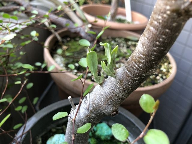 チプレッシーノの新芽