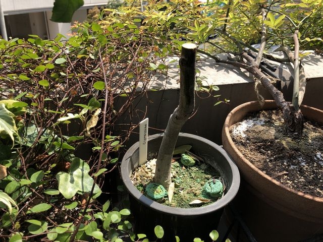 剪定したオリーブ