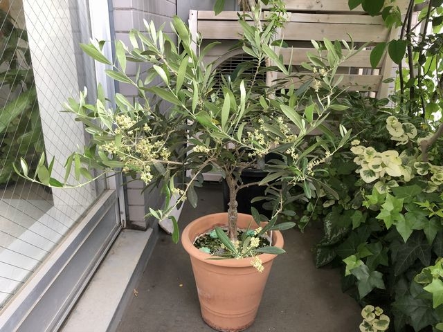 ネバディロブロンコ剪定前