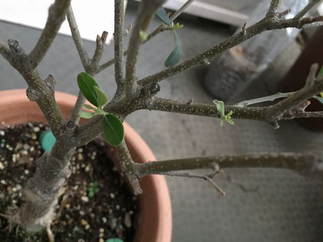 ネバディロブランコ