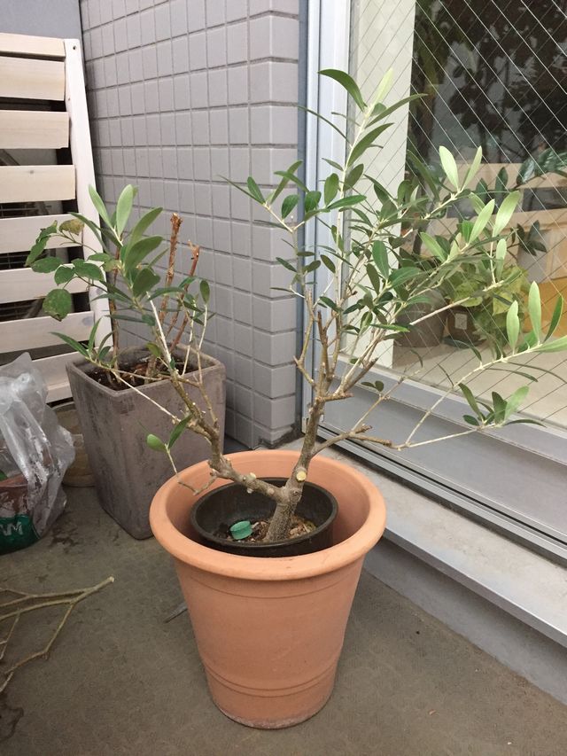 オリーブ剪定後