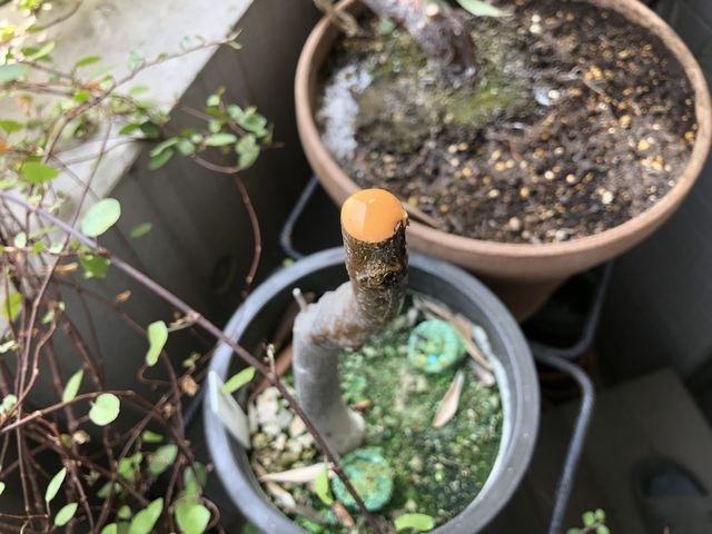 オリーブの切り口にトップジンMペーストを塗った