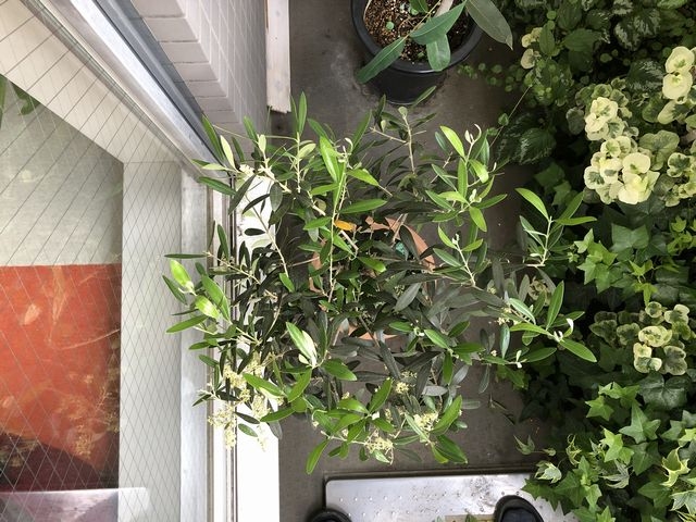 上から見たオリーブ