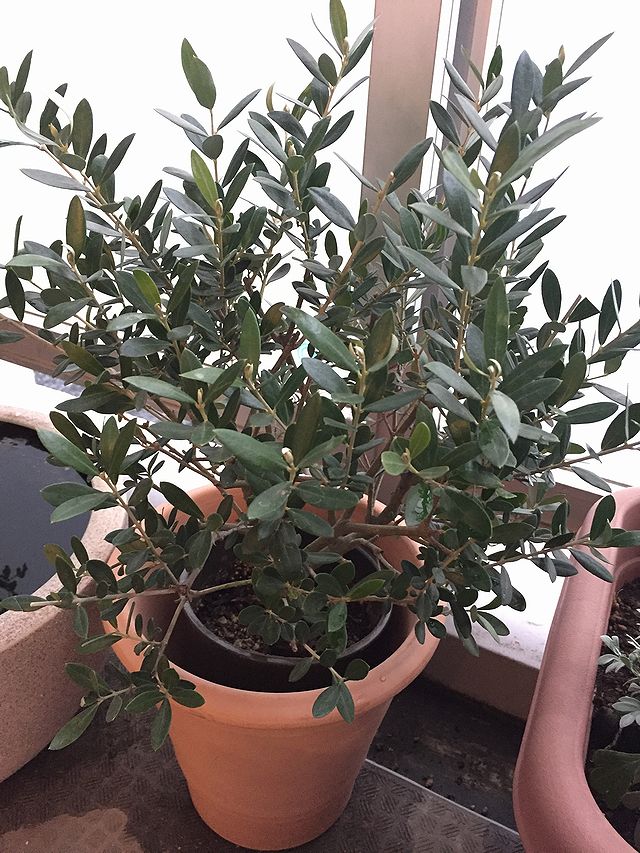 剪定後のオリーブ