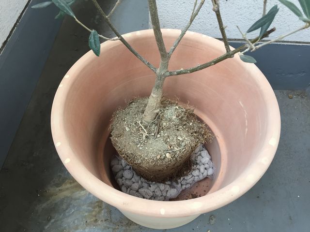 オリーブ植え替え