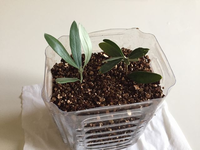 オリーブ挿し木