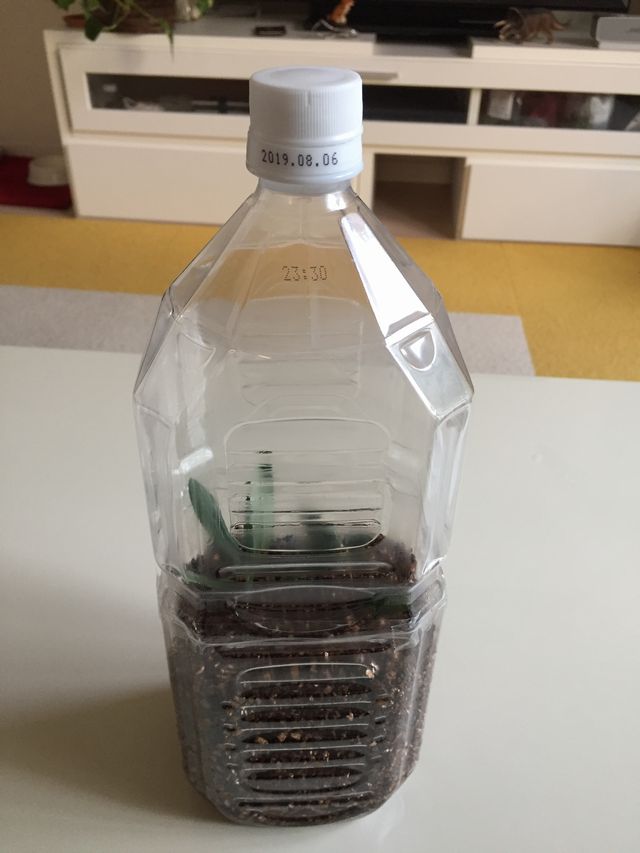 ペットボトルのオリーブ密封挿し