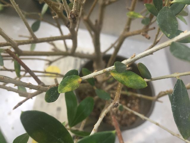 黄色くなったオリーブの葉