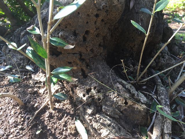 オリーブアナアキゾウムシの被害