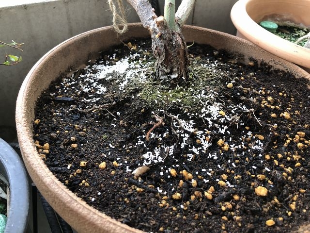 オルトランを撒いた表面