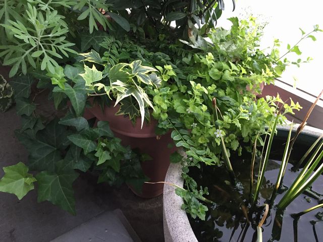 バコパと睡蓮鉢