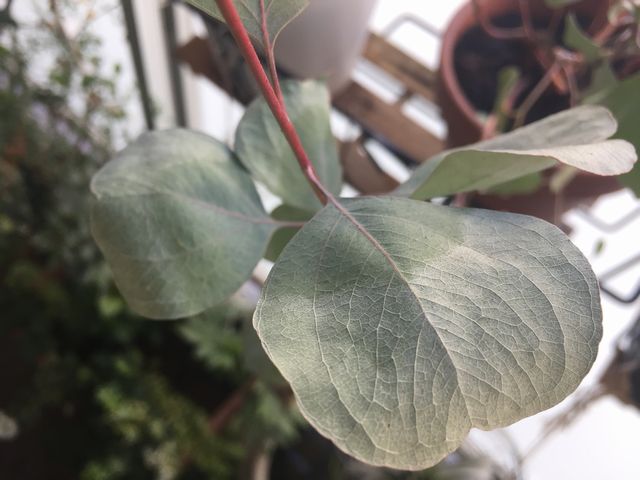 ユーカリ・ポポラス