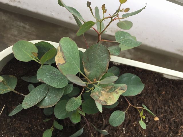 ユーカリ・ポポラス