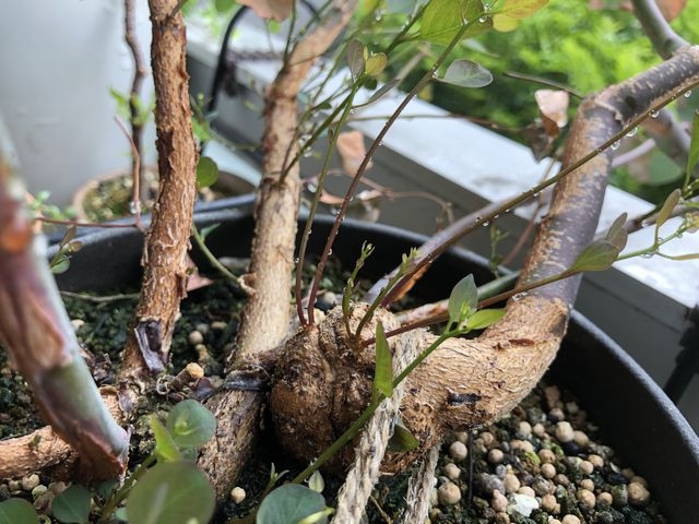 ユーカリ・ポポラス