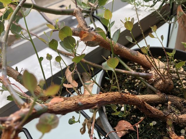 ユーカリ・ポポラス