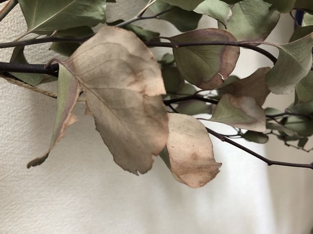 枯れたユーカリ・ポポラス