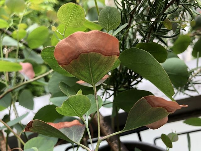 葉先が枯れたユーカリ