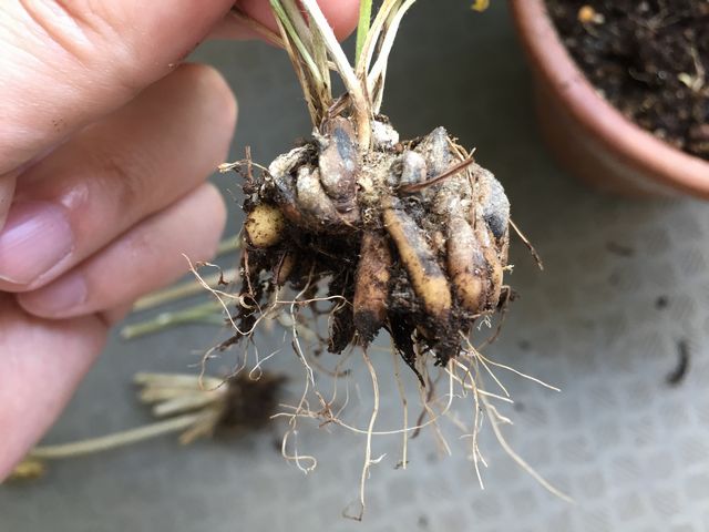 ラナンキュラスの球根