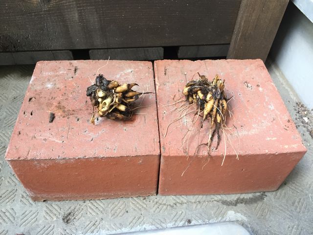 ラナンキュラスの球根