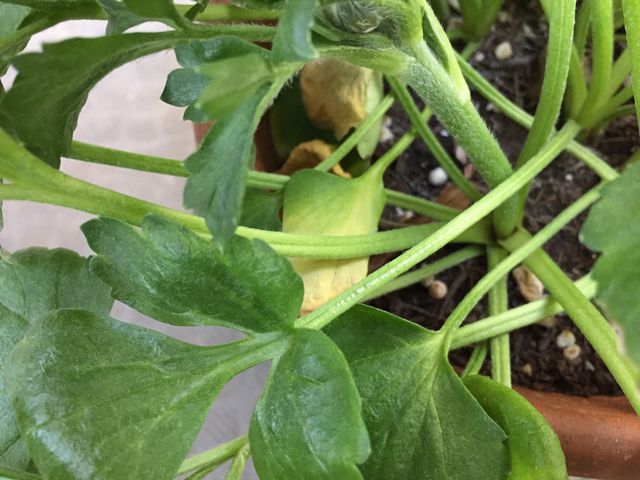 ラナンキュラス枯れた葉