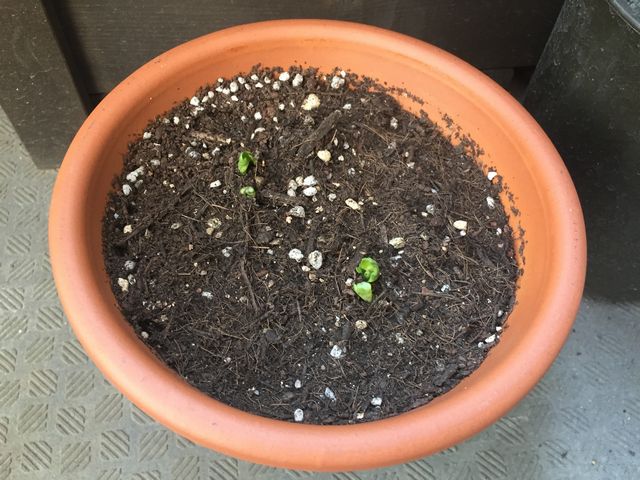 ラナンキュラスの芽