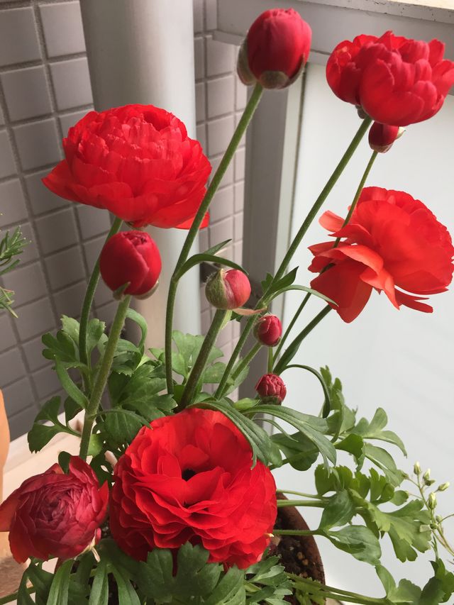 ラナンキュラス