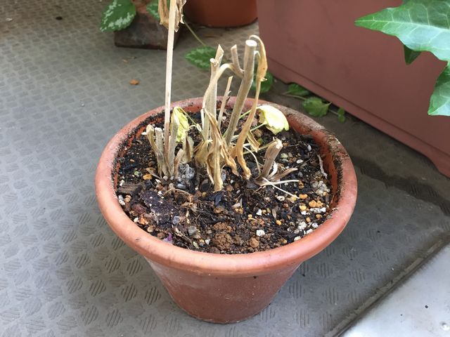 枯れたラナンキュラス