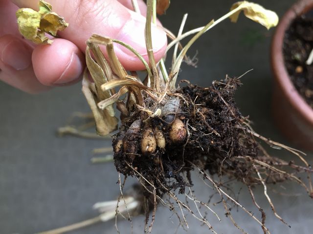 ラナンキュラスの球根