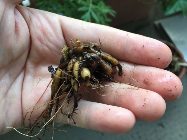 ラナンキュラスの球根