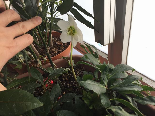 クリスマスローズ