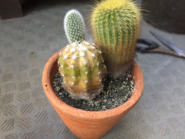 黄色くなったサボテン寄せ植え