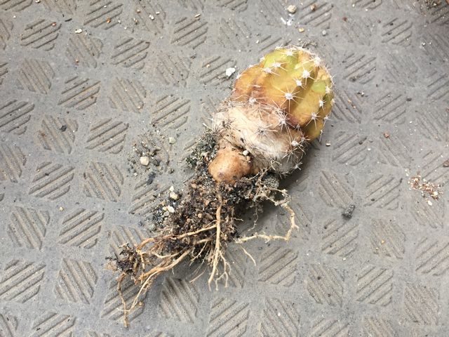 黄色くなったサボテンの根