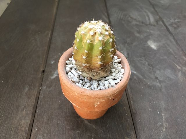 サボテンの植え替え