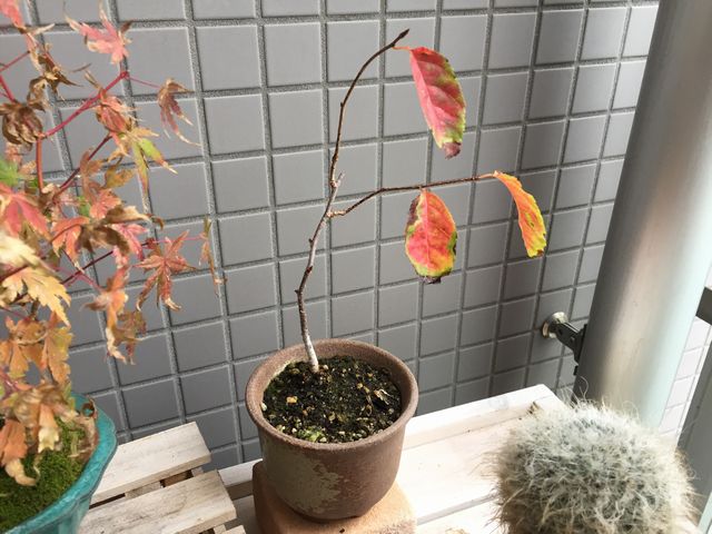 桜盆栽の紅葉