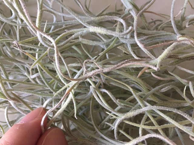 ウスネオイデス