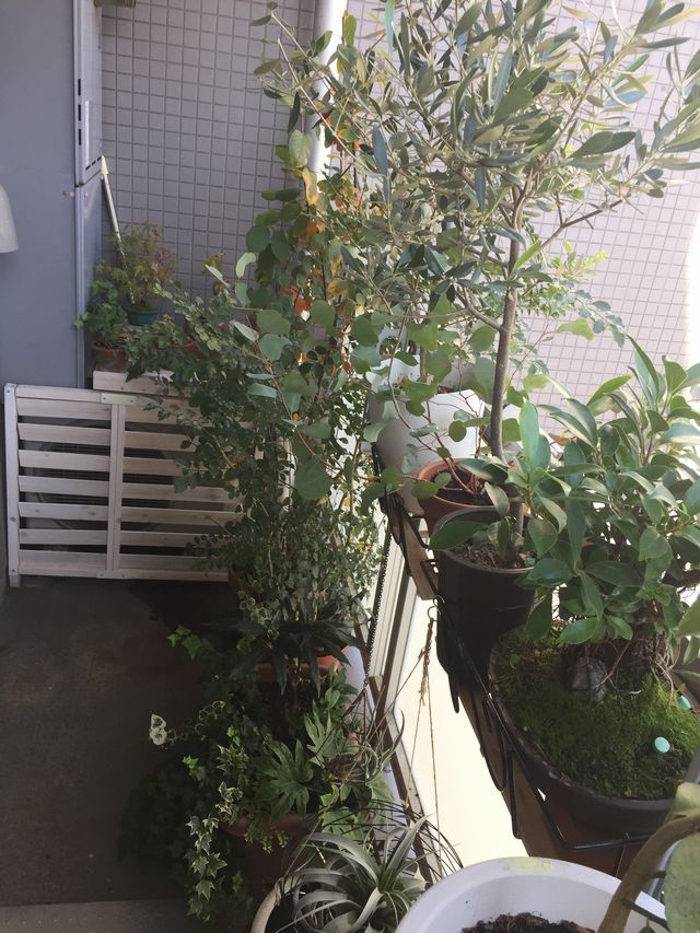 ベランダのシェードガーデン