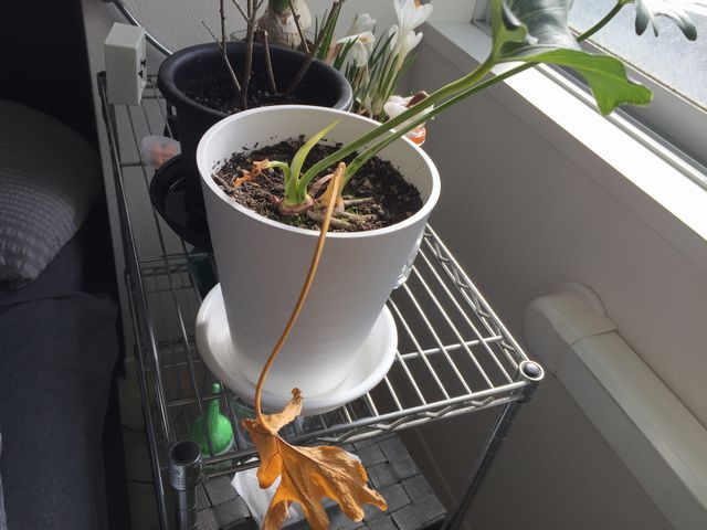 セローム枯れる