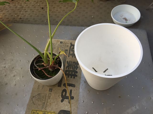 セローム植え替え