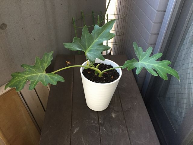 セローム植え替え