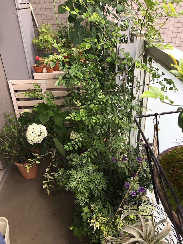 ベランダのシェードガーデン