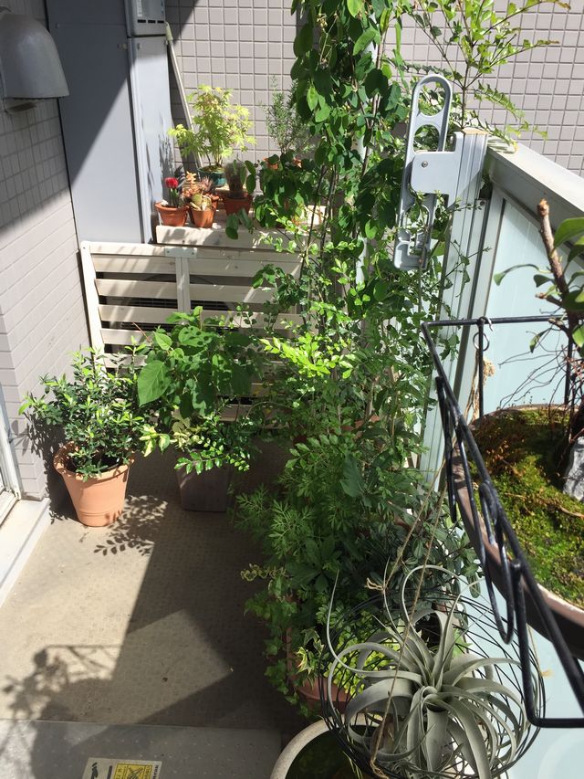 ベランダのシェードガーデン